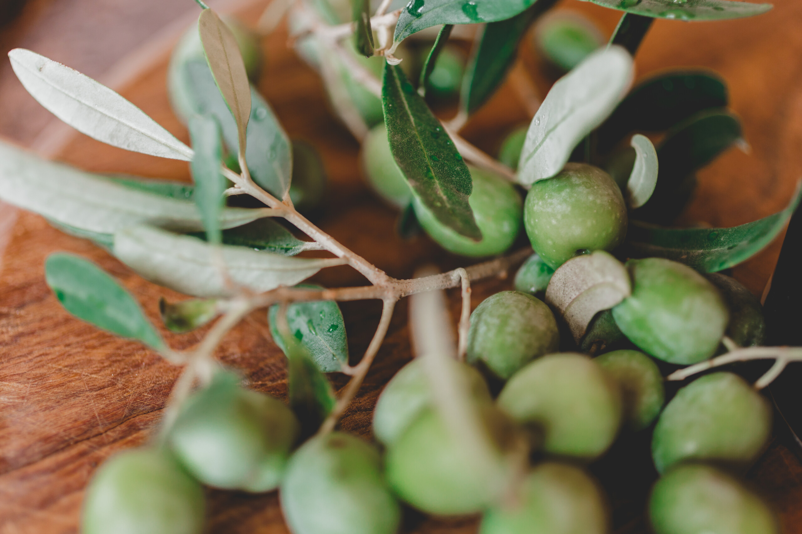 00013__L7A8995 Olivenzweig grüne Oliven