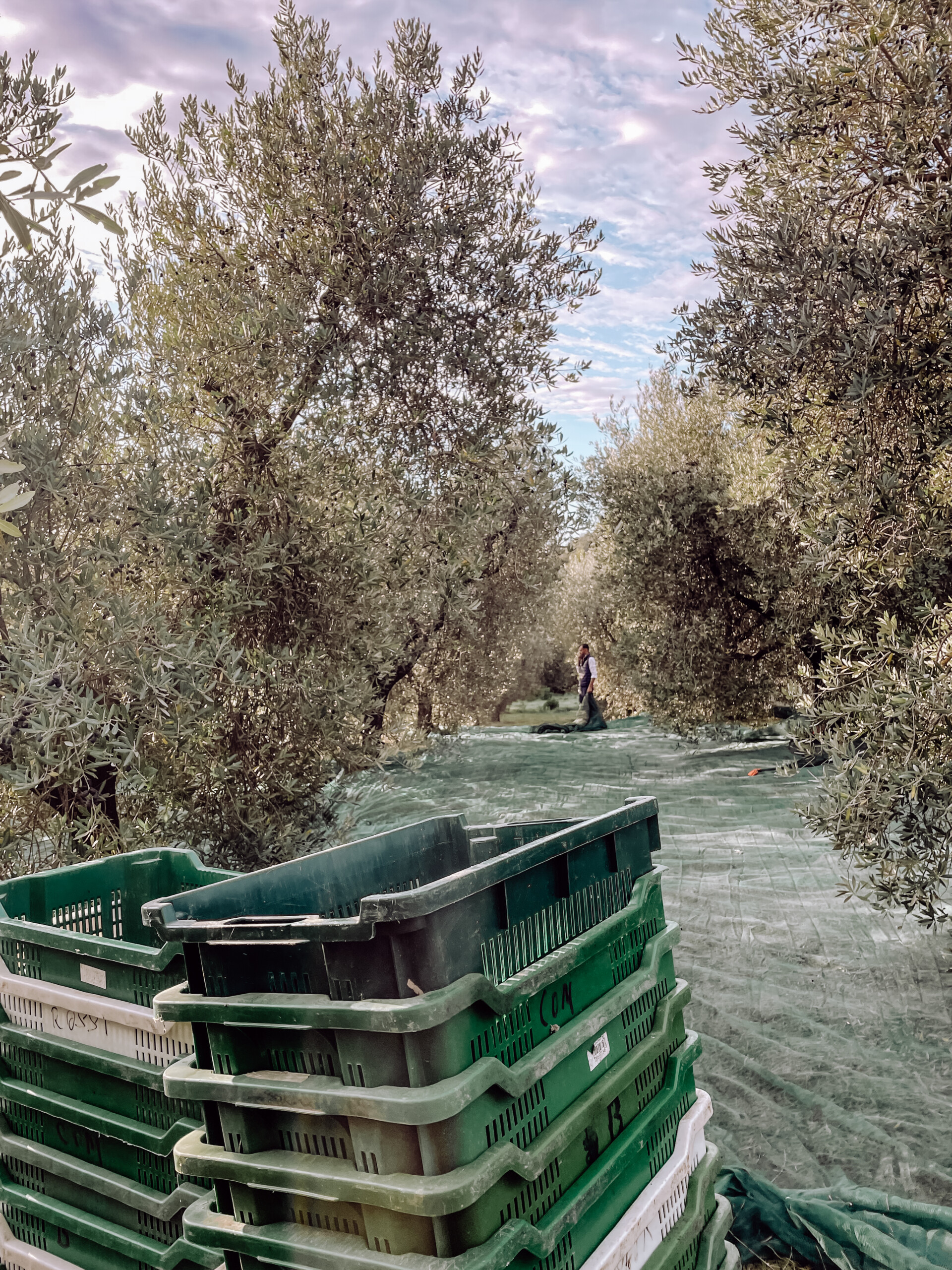 Poggio Guido Olivenbaum Olivenhain Olivenernte