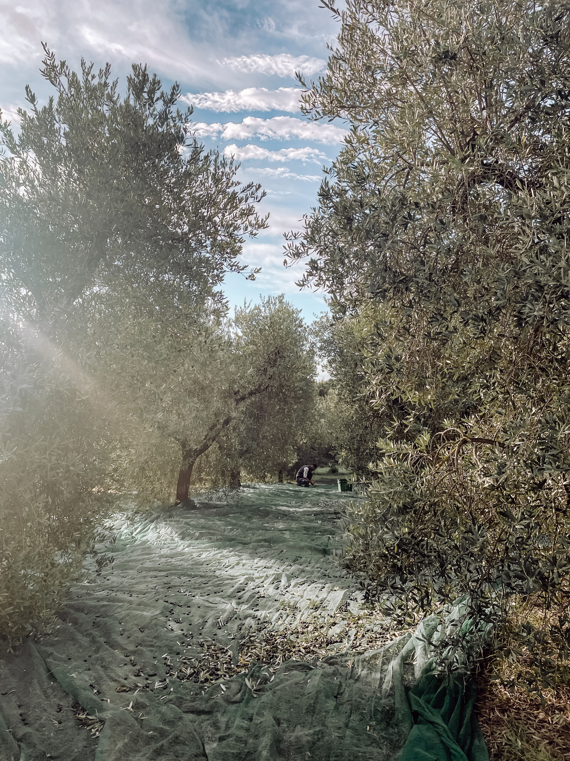 Poggio Guido Olivenbaum Olivenhain Olivenernte