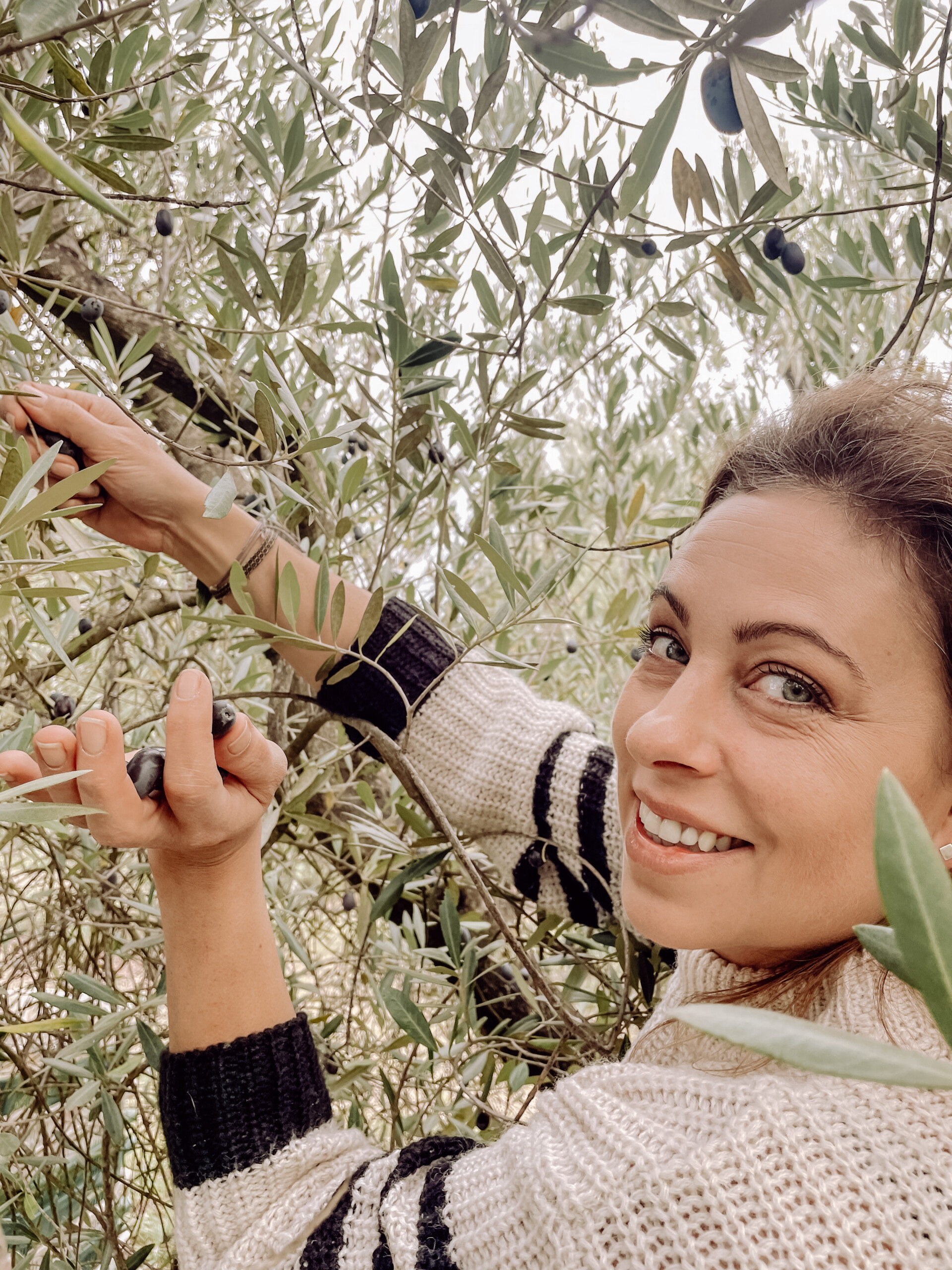 Poggio Guido Olivenbaum Olivenhain Olivenernte Daniela