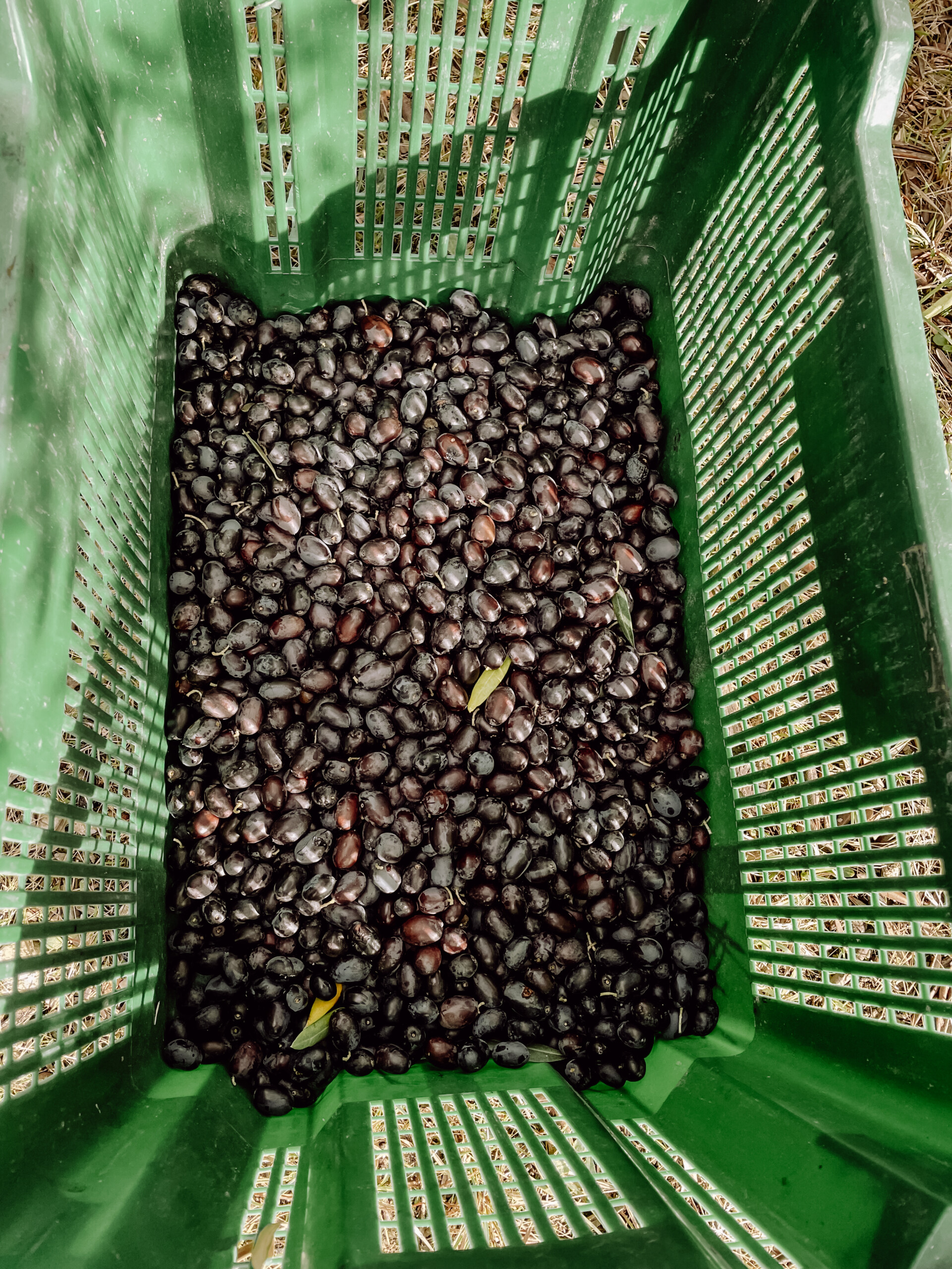 Poggio Guido Olivenbaum Olivenhain Olivenernte