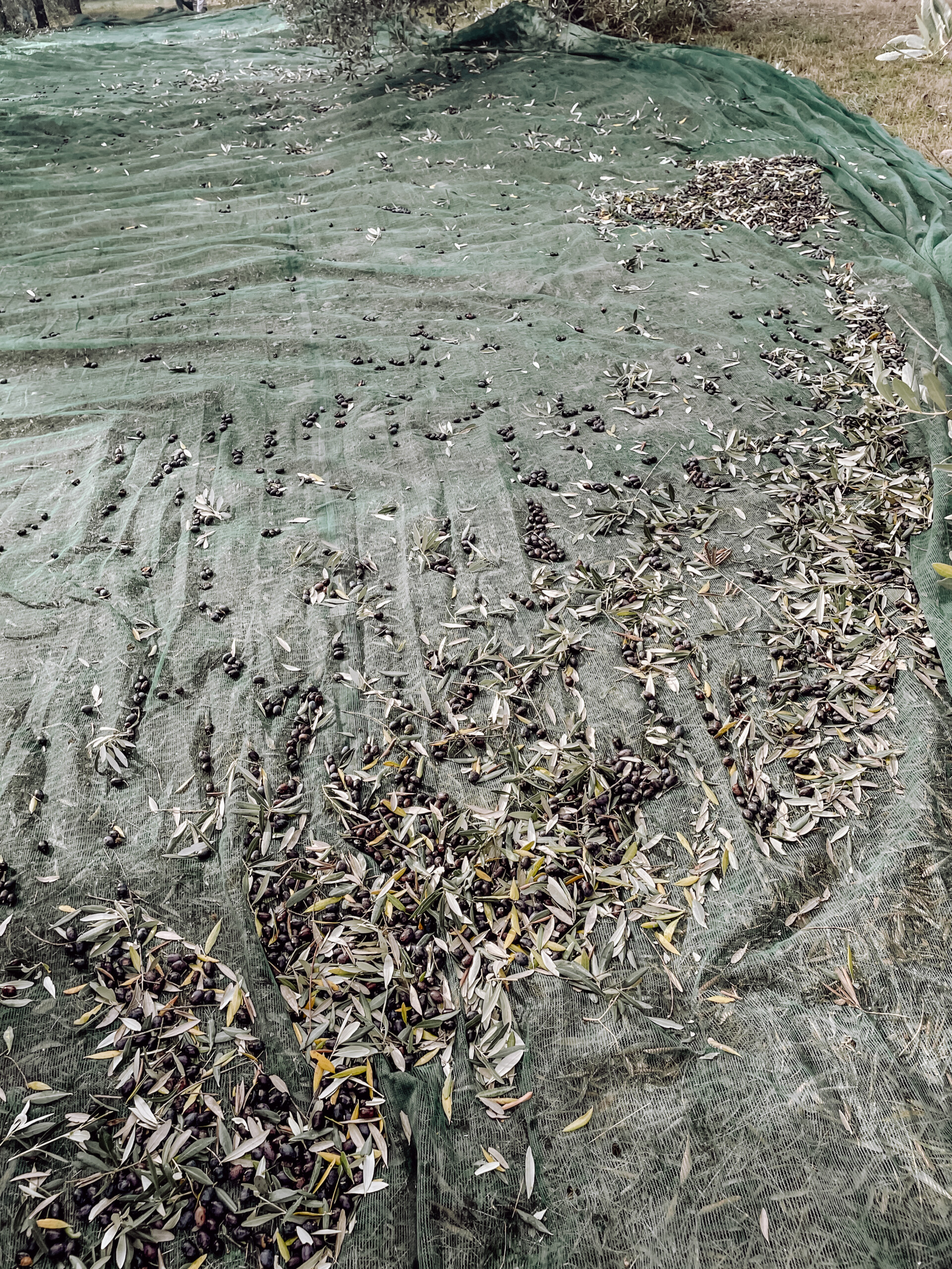 Poggio Guido Olivenbaum Olivenhain Olivenernte