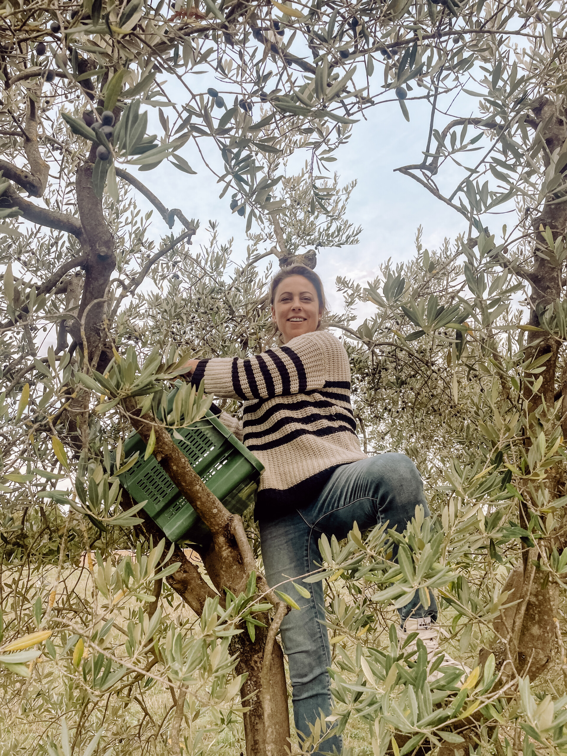 00034_IMG_6670 Poggio Guido Olivenbaum Olivenhain Olivenernte Daniela