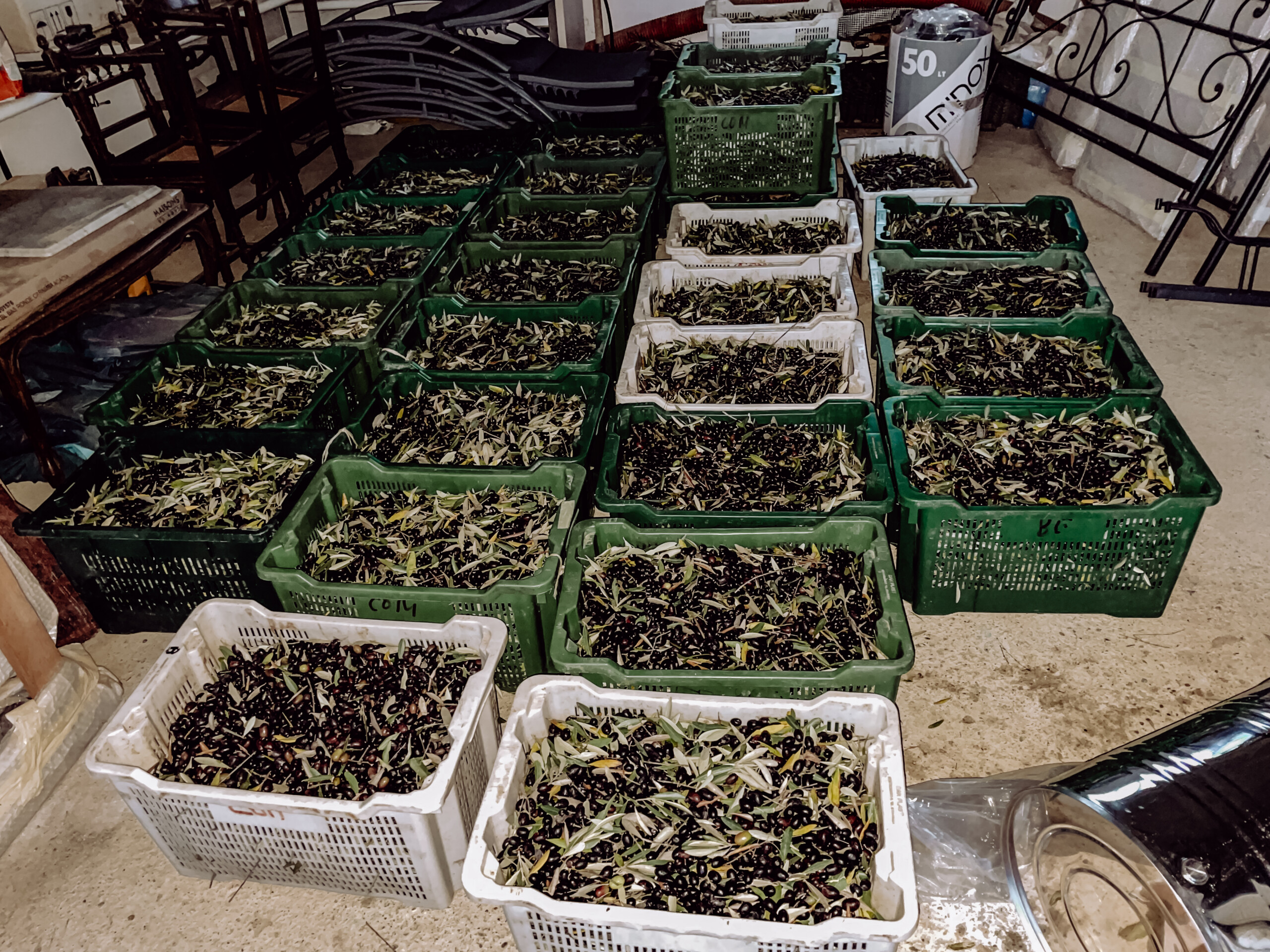 00037_IMG_0632 Poggio Guido Olivenbaum Olivenhain Olivenernte