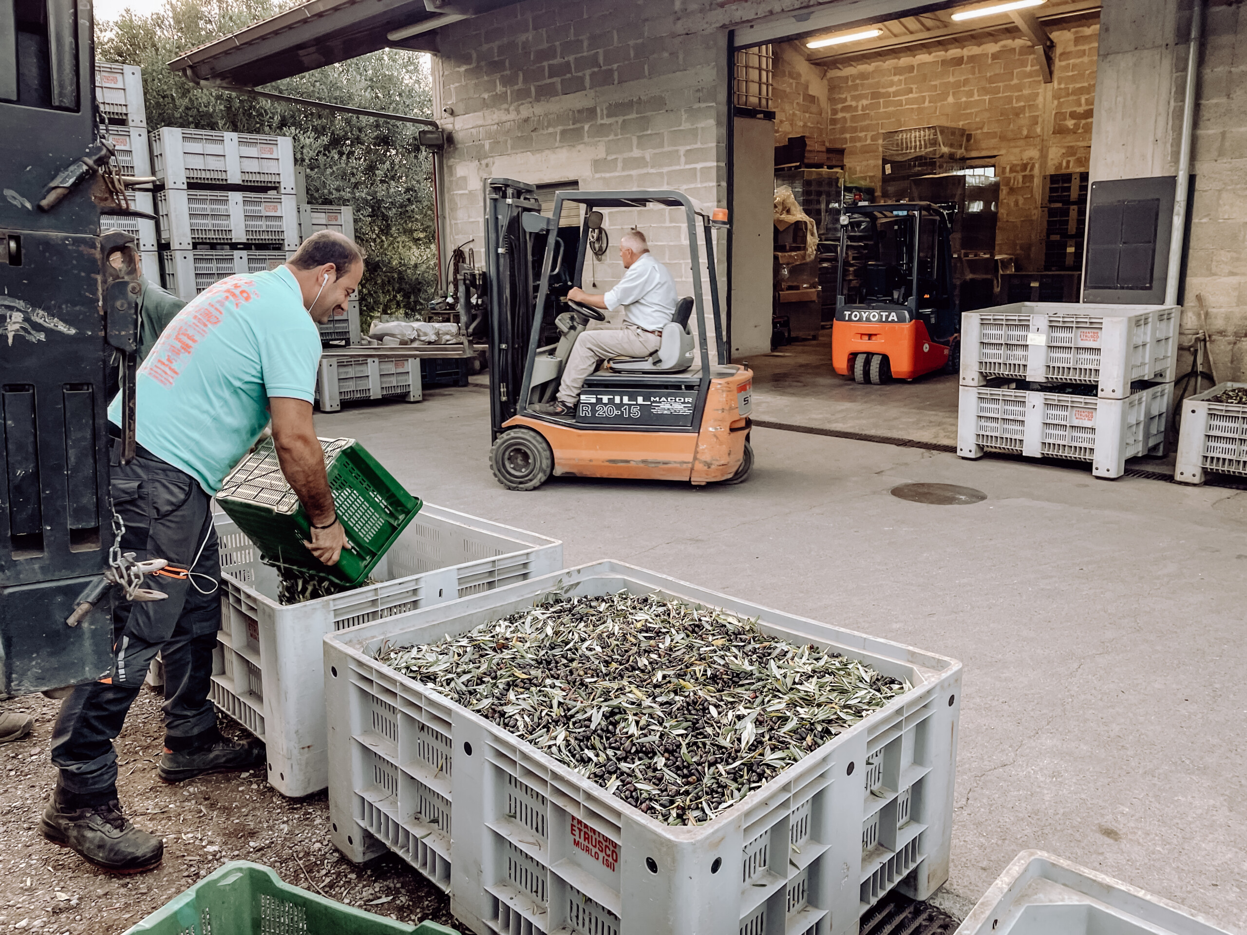 00038_IMG_0634 Poggio Guido Olivenbaum Olivenhain Olivenernte