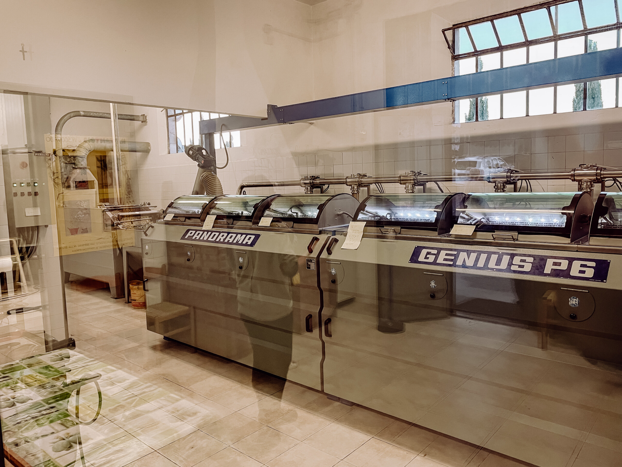 00040_IMG_0644 Poggio Guido Olivenbaum Olivenhain Olivenernte