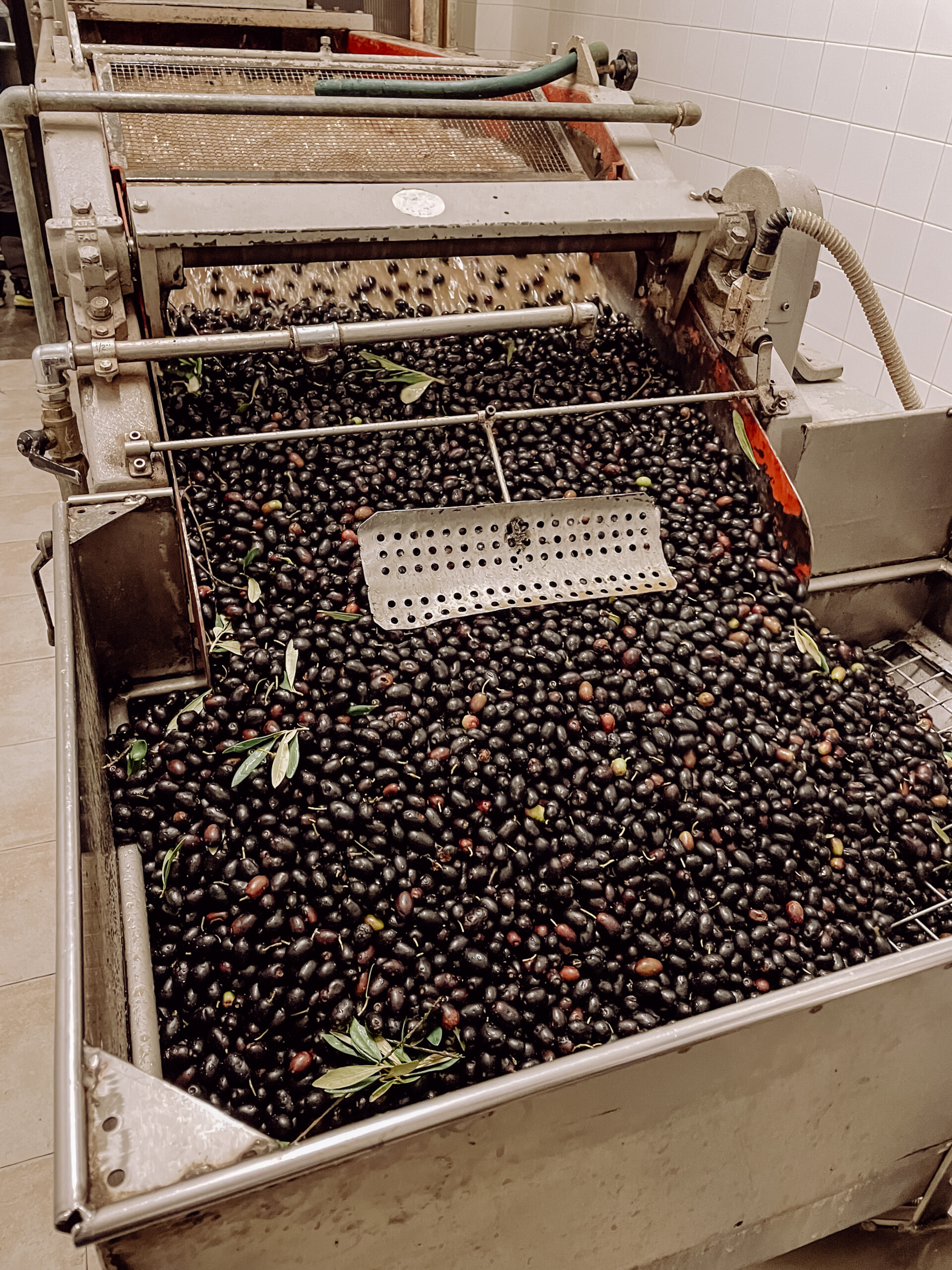 Poggio Guido Oillers Olivenernte