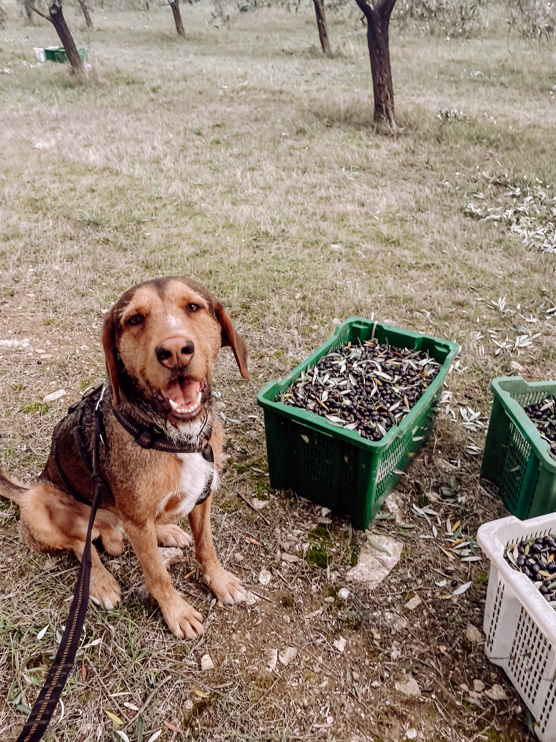 00067_IMG_7152 Poggio Guido Landgut Olivenöl Ernte Hund